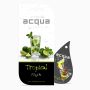 Acqua Car Air Freshener - Tropical Mojito